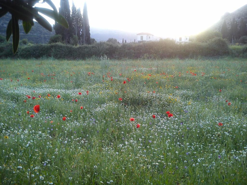 Countryside Studios Agia Efimia Esterno foto