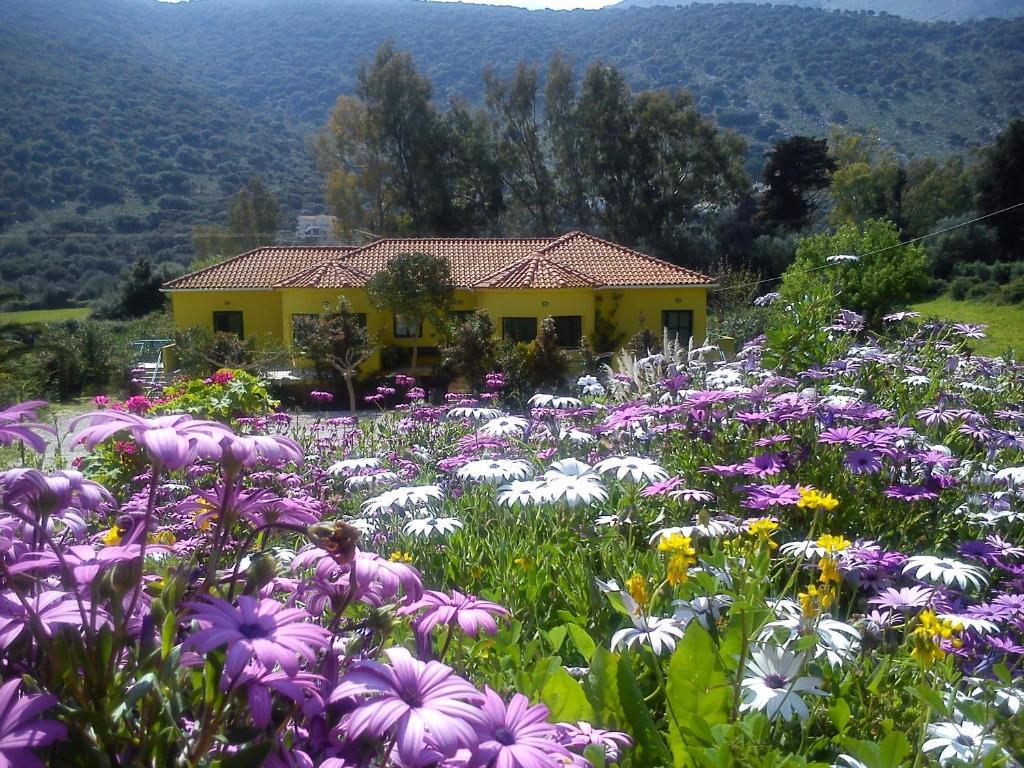 Countryside Studios Agia Efimia Esterno foto